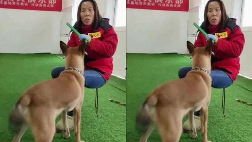 讯狗视频在线观看,讯狗视频带你在线观影新体验  第2张